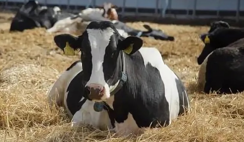 Строительство второй очереди молочно-товарного комплекса в с. Мазикино Корочанского района с увеличением мощности до 3440 фуражных коров