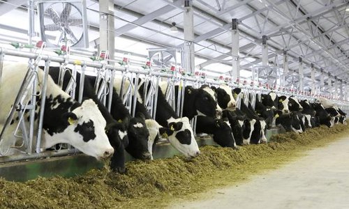 Строительство 2-х молочно-товарных ферм и нетельного комплекса на территории Корочанского и Шебекинского районов